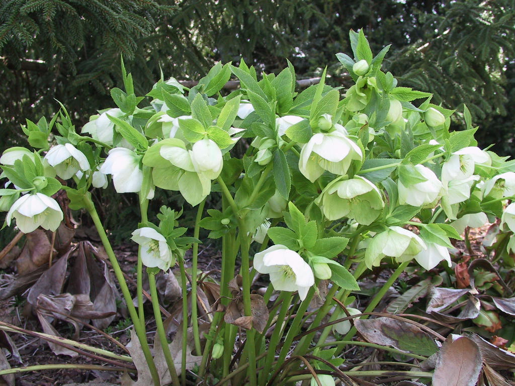 Helleborus corsicus - Sol.jpg